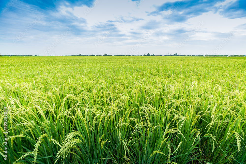 paddy rice field